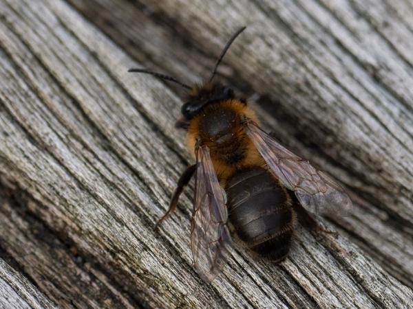 Meidoornzandbij (Andrena scotica)